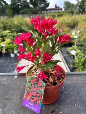 Krzewuszka cudowna 'Red Prince'