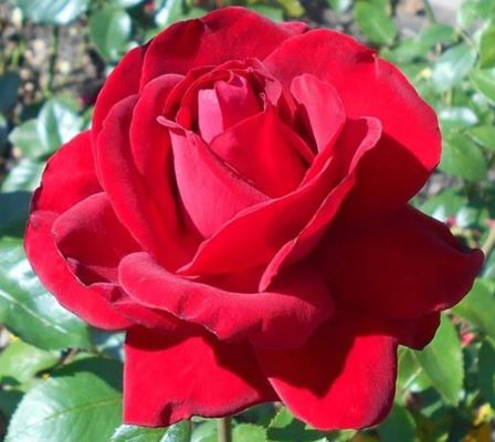  Róża wielkokwiatowa ciemnoczerwona 