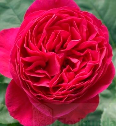  Róża wielkokwiatowa czerwono-fioletowa