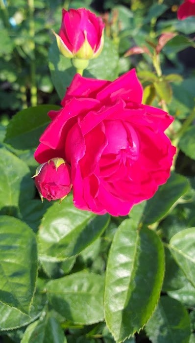  Róża wielkokwiatowa fioletowo-purpurowa