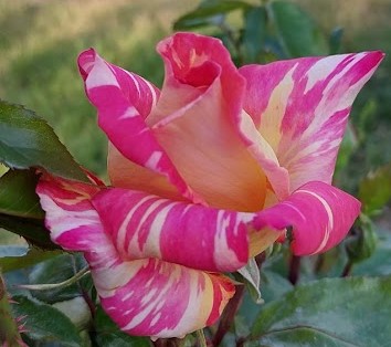  Róża wielkokwiatowa czerwono-żółta paskowana