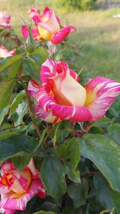  Róża wielkokwiatowa czerwono-żółta paskowana