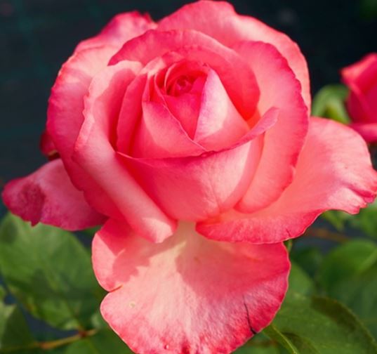  Róża wielkokwiatowa łososiowo-różowa 