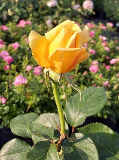  Róża wielokwiatowa żółta