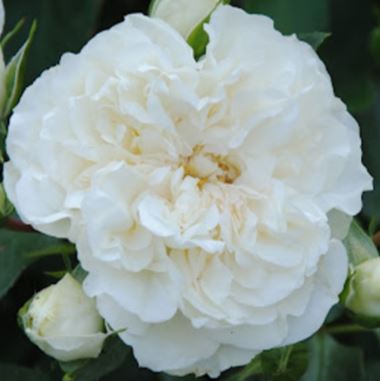  Róża okrywowa biała 