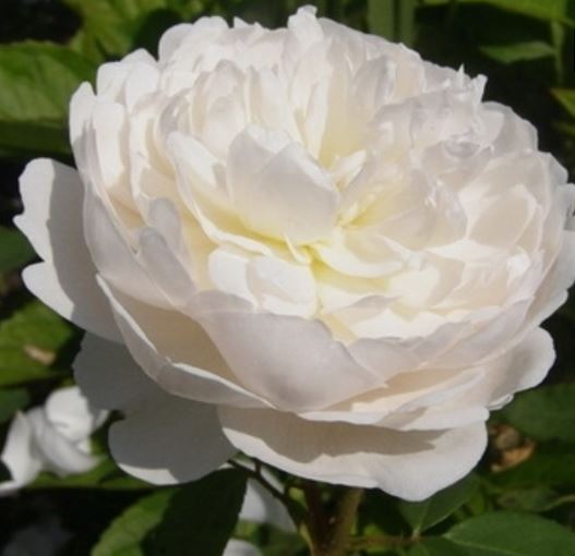  Róża wielkokwiatowa biała 