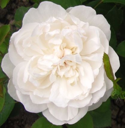  Róża wielkokwiatowa biała 