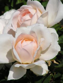  Róża wielkokwiatowa biała z perłowym rumieńcem
