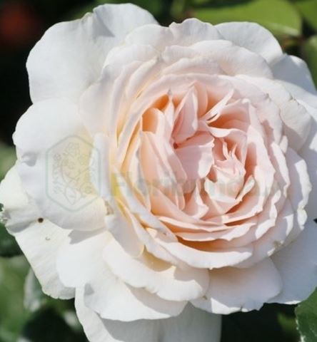  Róża wielkokwiatowa biała z różowym rumieńcem 