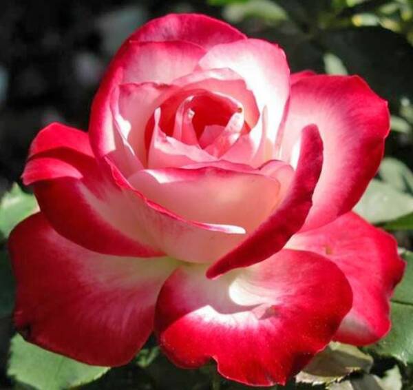 Róża wielokwiatowa biało-czerwona 