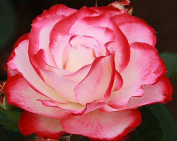  Róża wielokwiatowa biało-czerwona 