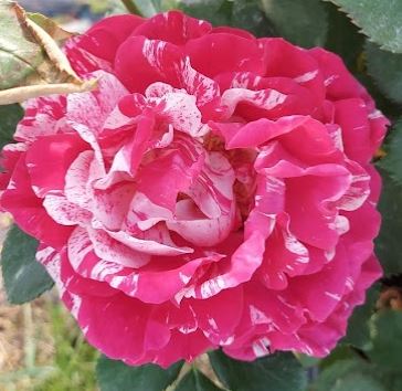  Róża wielkokwiatowa biało-purpurowa paskowana 
