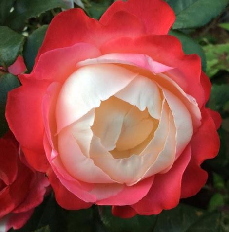  Róża wielkokwiatowa biało-wiśniowa 