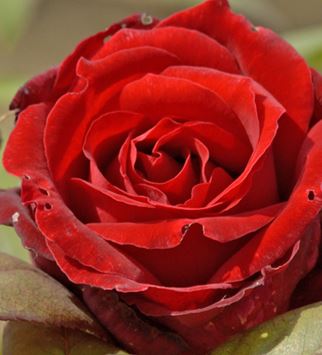  Róża wielkokwiatowa ciemnobordowa