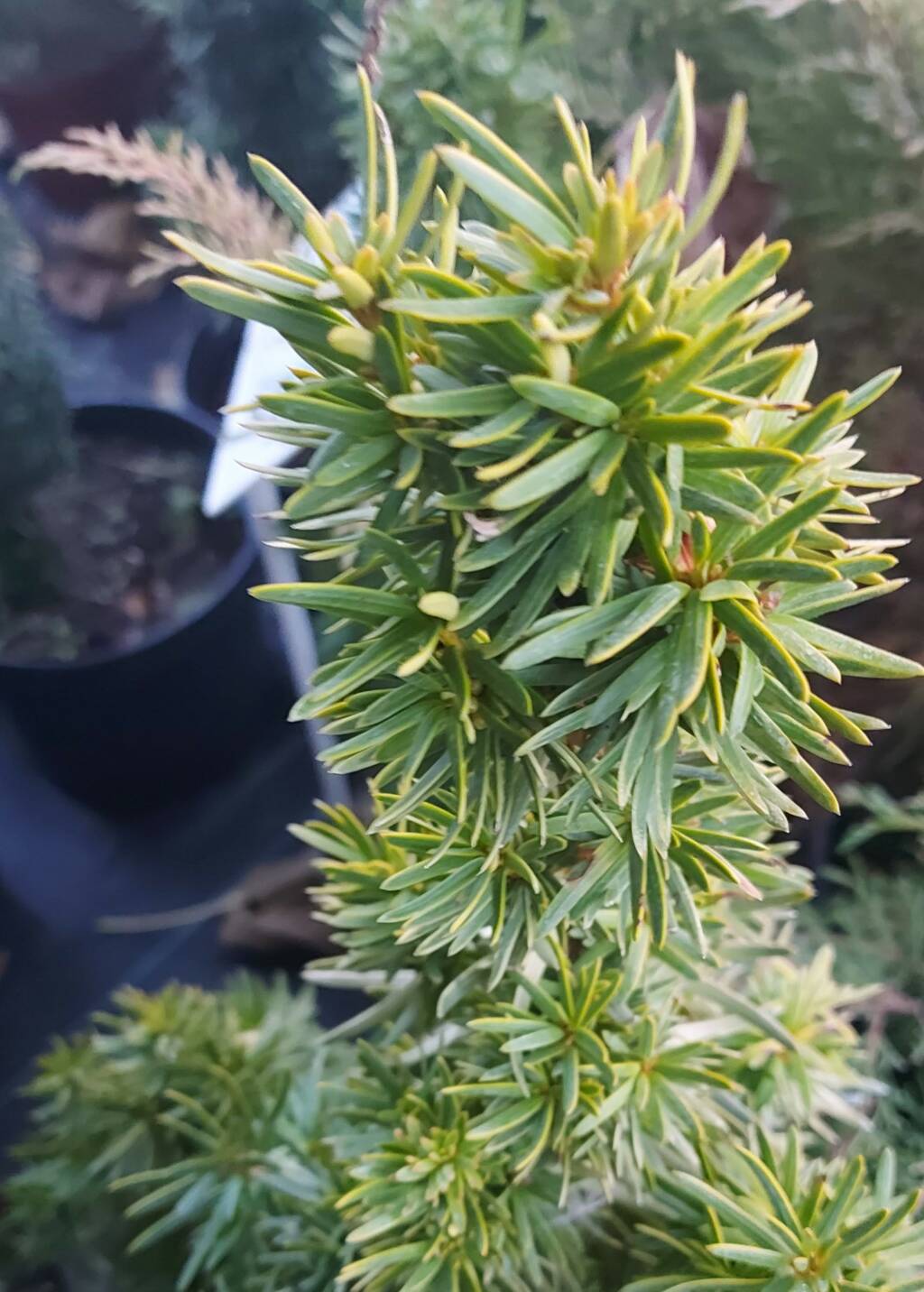 Cis pośredni 'Hicksii' Zadbaj o swój ogród z Ogrodkowy.pl