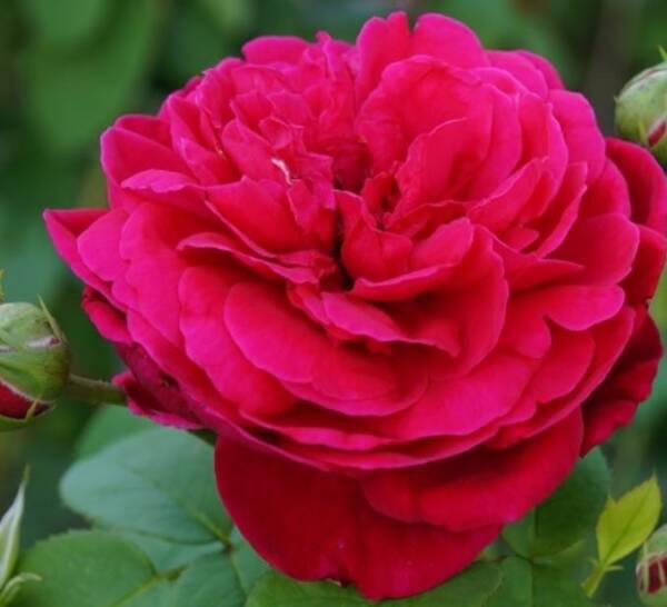 Róża wielkokwiatowa czerwona pełna 