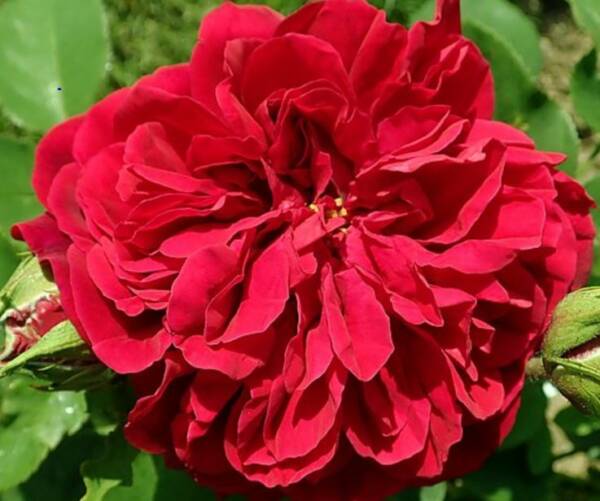 Róża wielkokwiatowa czerwona pełna 