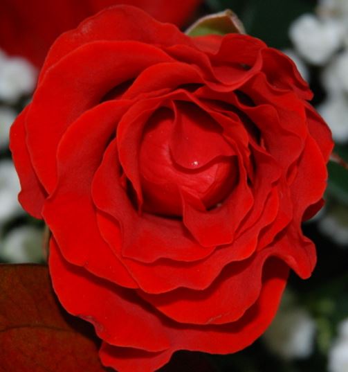  Róża wielkokwiatowa czerwona z pofalowanymi płatkami 