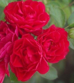  Róża okrywowa czerwona 