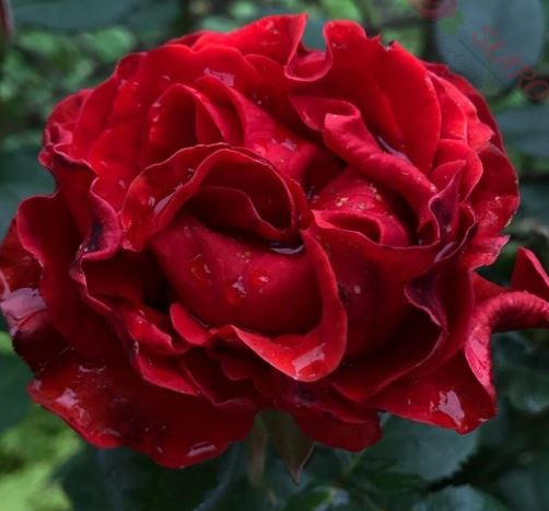  Róża wielkokwiatowa czerwona z pofalowanymi płatkami 