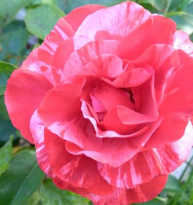  Róża wielkokwiatowa czerwono-jasnoróżowa paskowana 