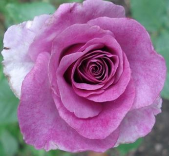  Róża pnąca fioletowo-różowa 