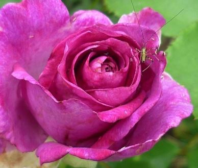  Róża pnąca fioletowo-różowa 