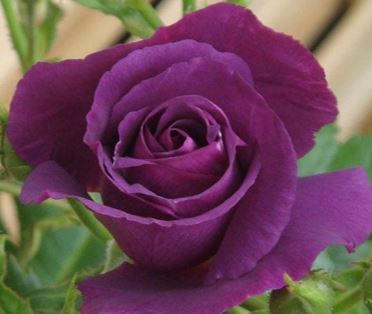  Róża wielokwiatowa ciemnofioletowa