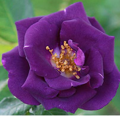  Róża wielokwiatowa ciemnofioletowa