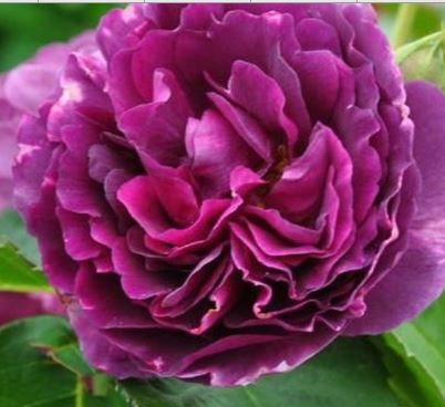  Róża wielokwiatowa fioletowo-purpurowa 