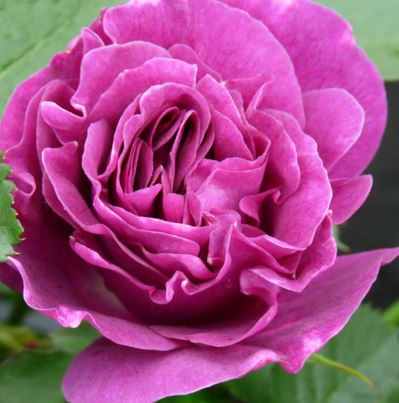  Róża wielokwiatowa fioletowo-purpurowa 
