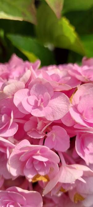 Hortensja ogrodowa ' Love’