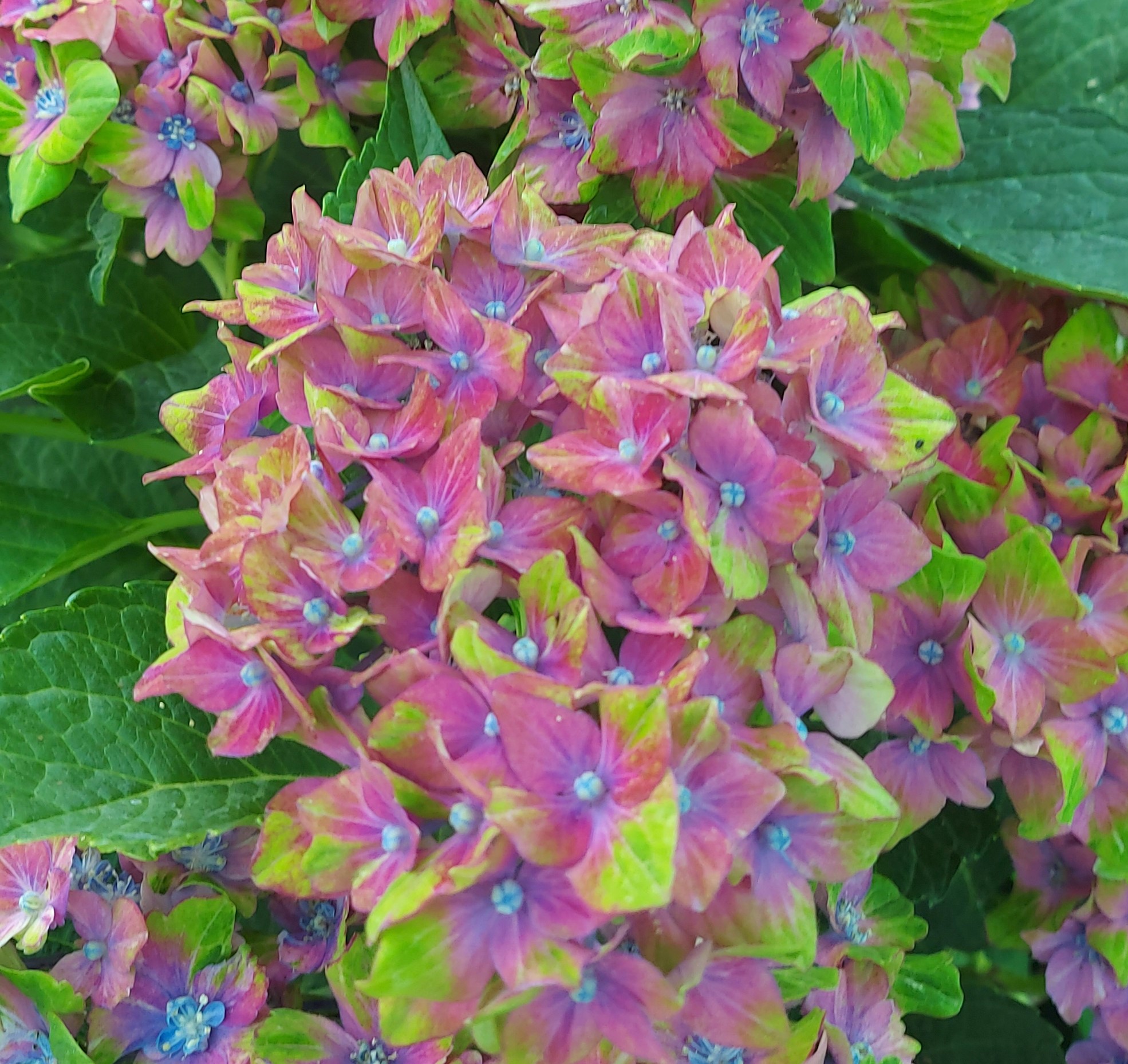  Hortensja ogrodowa 'Schloss Wackerbarth’