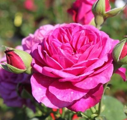  Róża wielokwiatowa intensywnie purpurowa