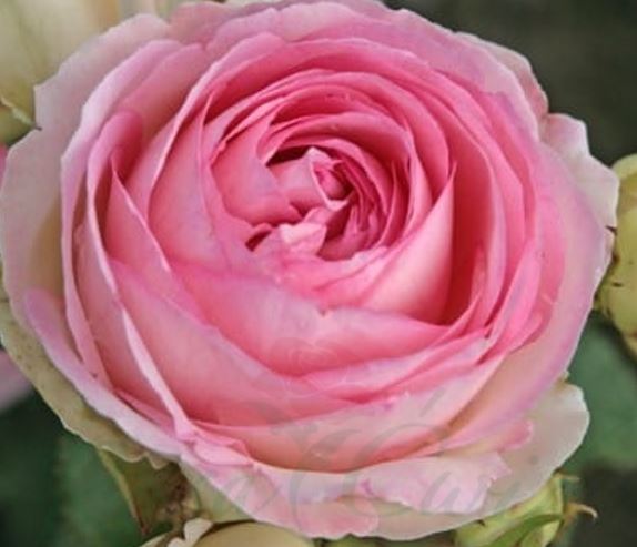  Róża pnąca jasnoróżowo-kremowa 