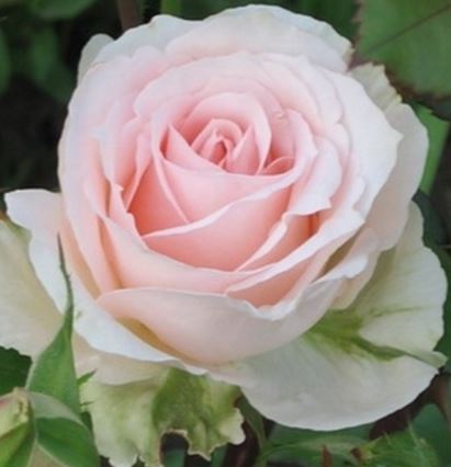  Róża wielkokwiatowa jasnoróżowo-morelowa