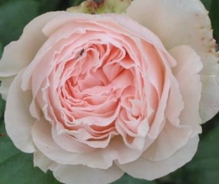  Róża wielkokwiatowa jasnoróżowo-morelowa