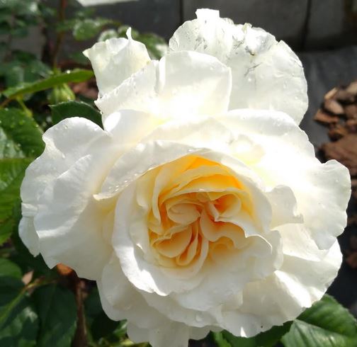  Róża wielkokwiatowa kremowa z morelowym rumieńcem 