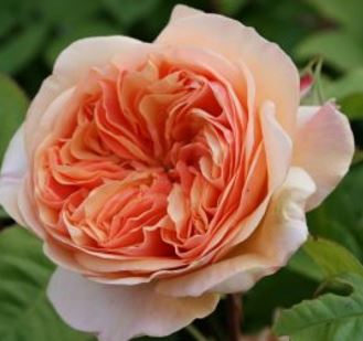  Róża wielkokwiatowa kremowo-morelowa 