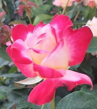  Róża wielkokwiatowa kremowo-wiśniowa