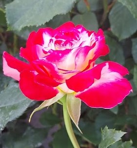  Róża wielkokwiatowa kremowo-wiśniowa