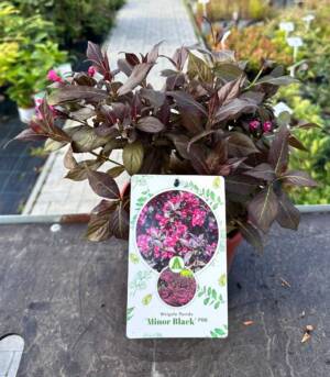 Krzewuszka cudowna ‘Minor black’