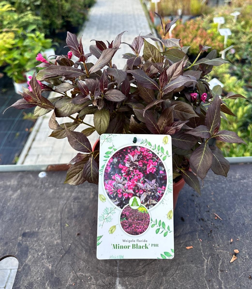 Krzewuszka cudowna ‘Minor black’