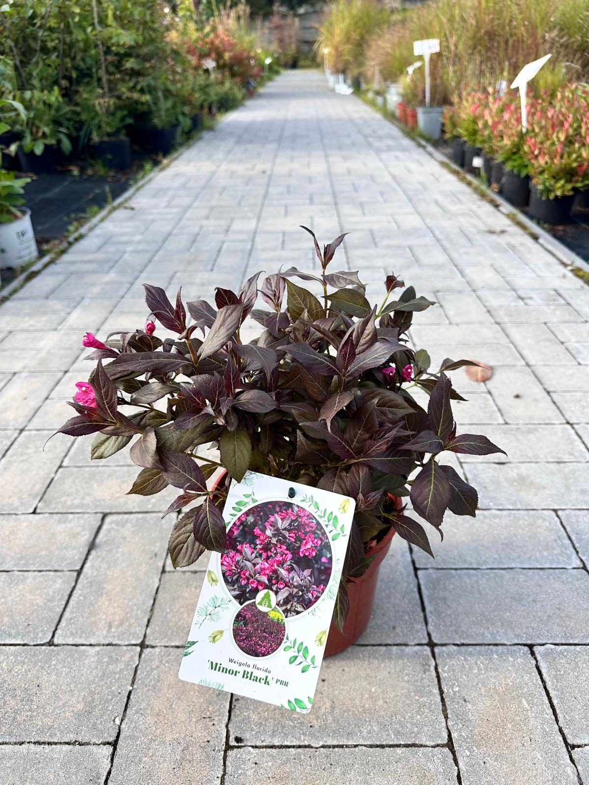 Krzewuszka cudowna ‘Minor black’