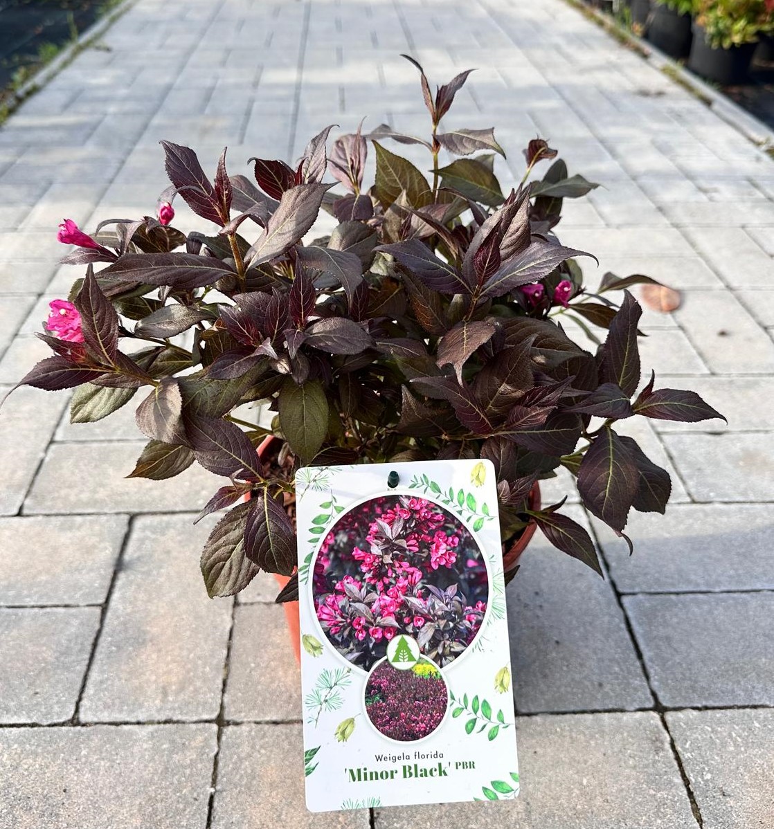 Krzewuszka cudowna ‘Minor black’