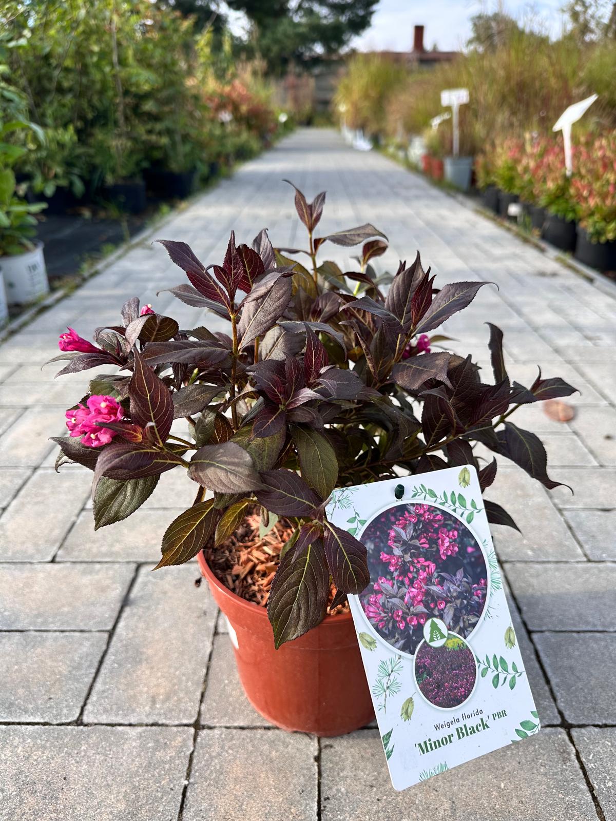 Krzewuszka cudowna ‘Minor black’