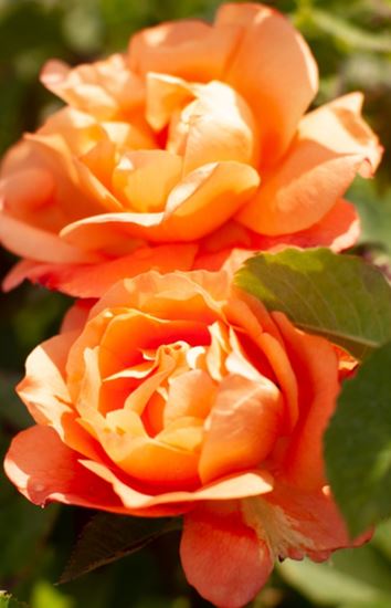  Róża wielkokwiatowa miedziano-pomarańczowa 