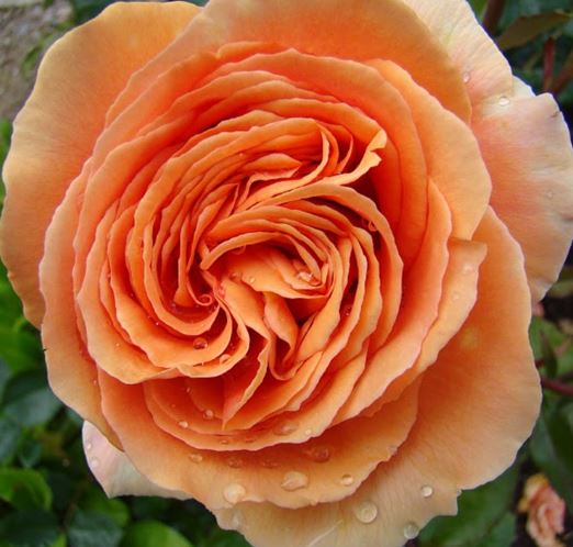  Róża wielkokwiatowa morelowo-brzoskwiniowa