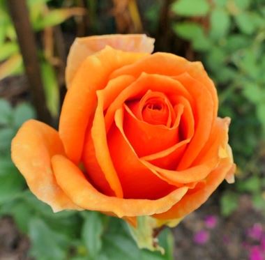  Róża wielkokwiatowa morelowo-brzoskwiniowa
