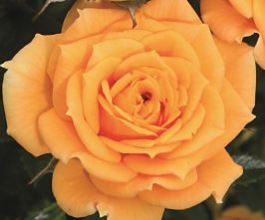  Różą okrywowa morelowo-pomarańczowa